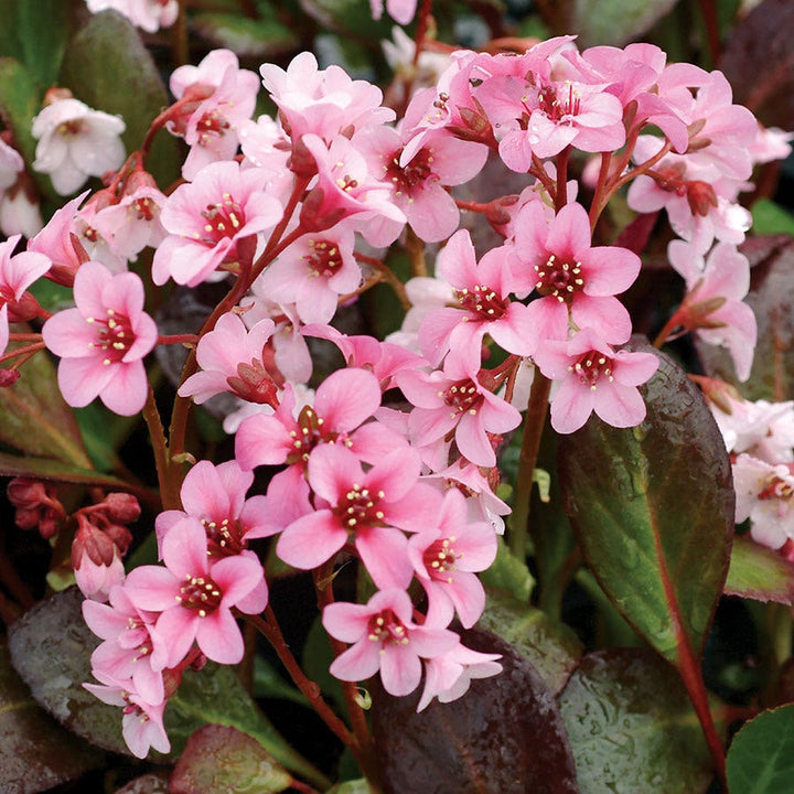 Bergenia / Pigsqueak, large leathery leaves with attractive pink ...