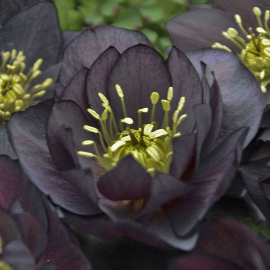 Helleborus Wedding Party® 'Dark and Handsome'