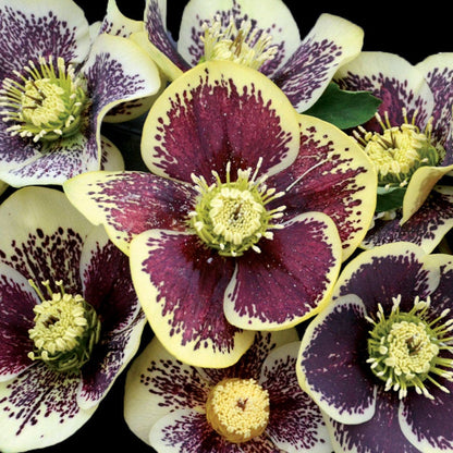 Helleborus Honeymoon® 'Rio Carnival'