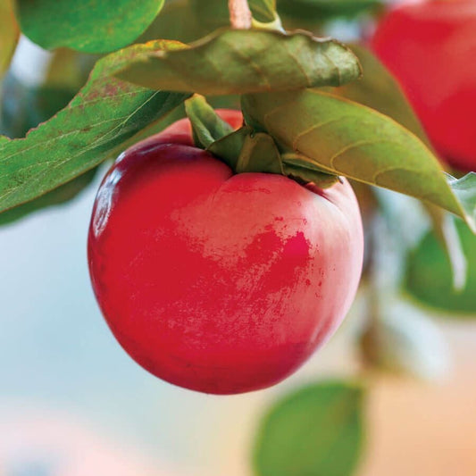 Diospyros Asian Persimmon Fire Crystal™