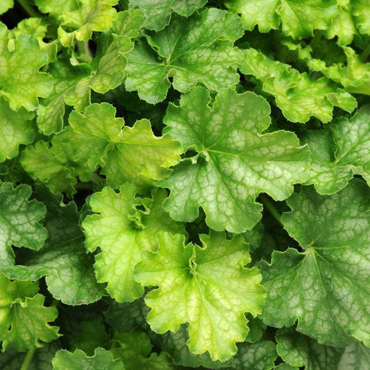 Heuchera 'Carnival Limeade'