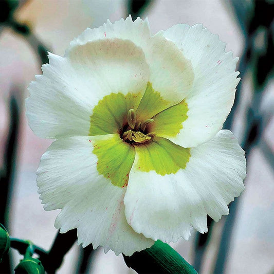 Dianthus American Pie® Key Lime Pie - Green Carnations