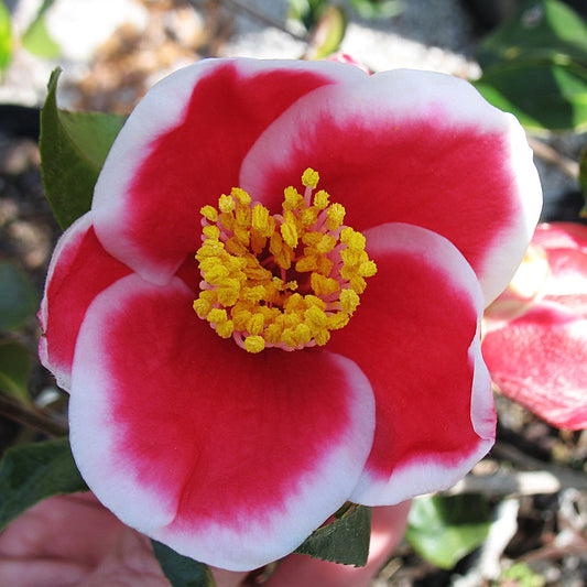 Camellia japonica Tama-no-Ura