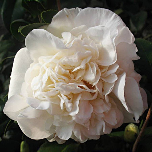 Camellia japonica Fifth Avenue