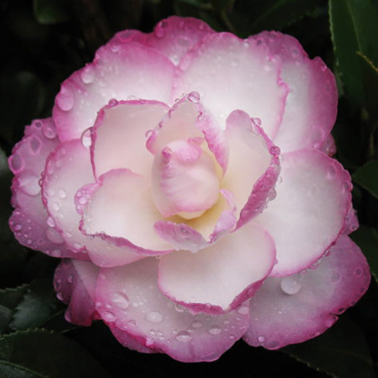 Camellia 'Leslie Ann'