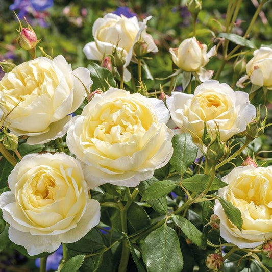 Rosa Vanessa Bell™
