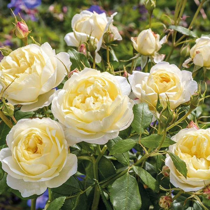 David Austin® English Roses for Sale – Wayside Gardens