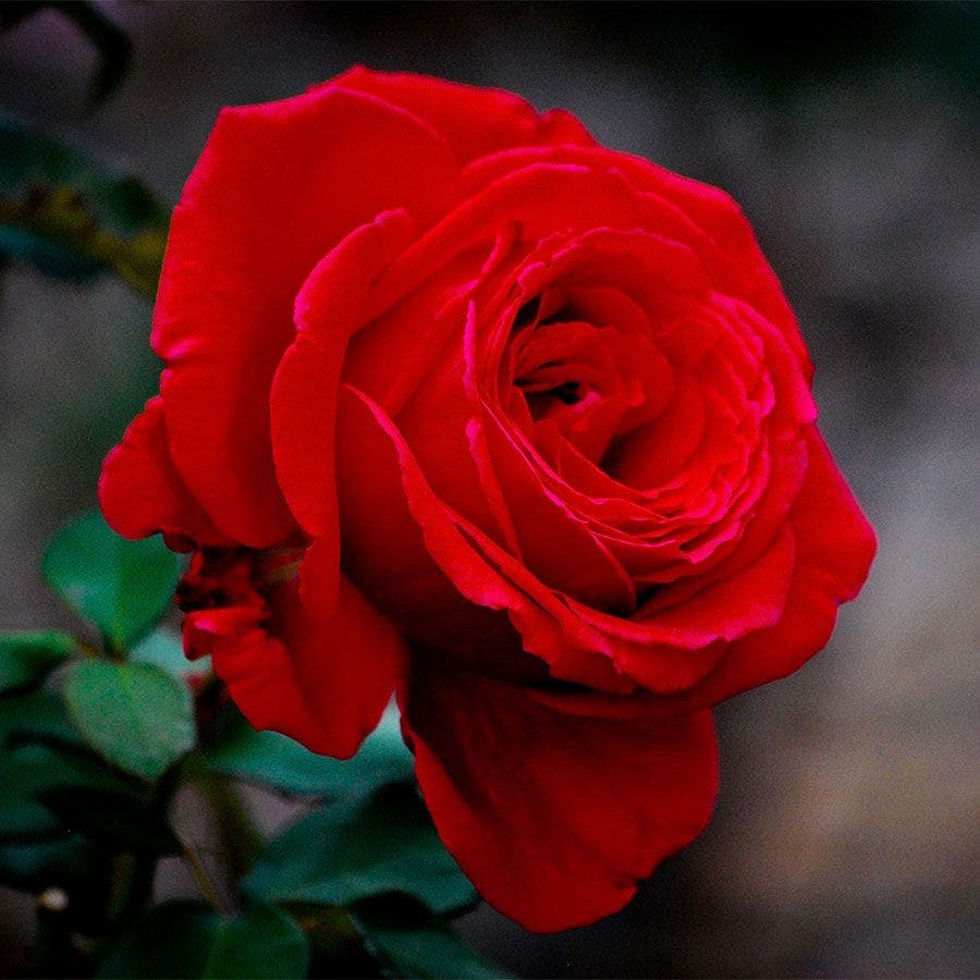 Proud Land Hybrid Tea Rose