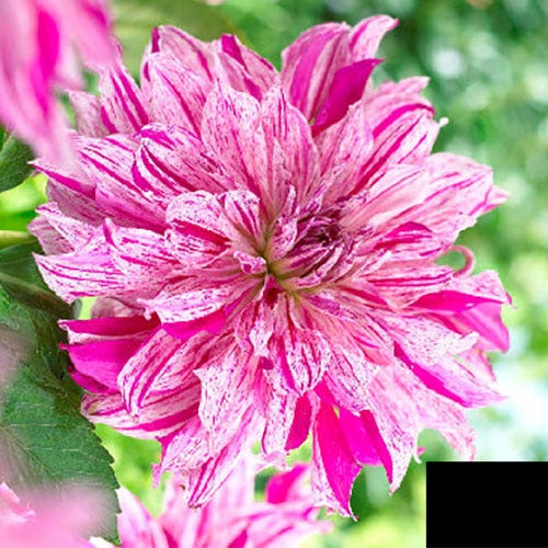 Dahlia Taiheljo