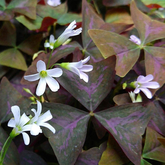 Oxalis regnelli