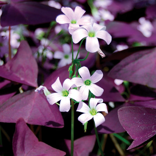 Oxalis triangularis Bulbs