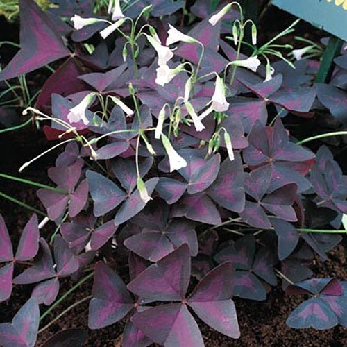 Oxalis triangularis Bulbs