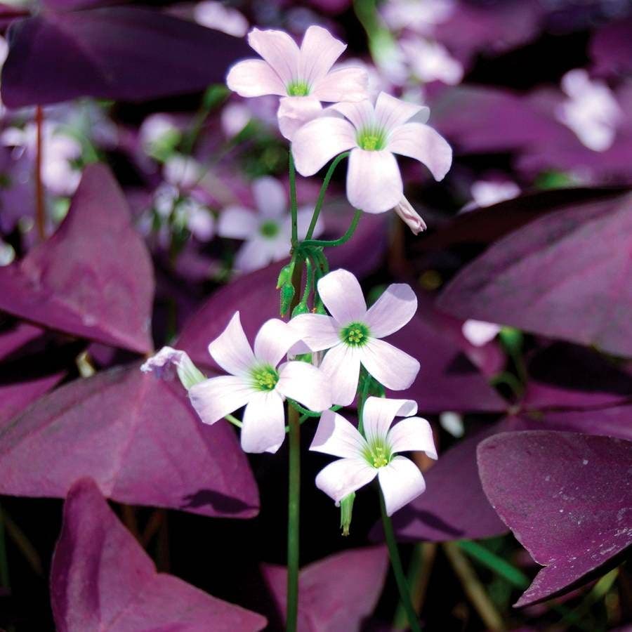 Oxalis triangularis Bulbs