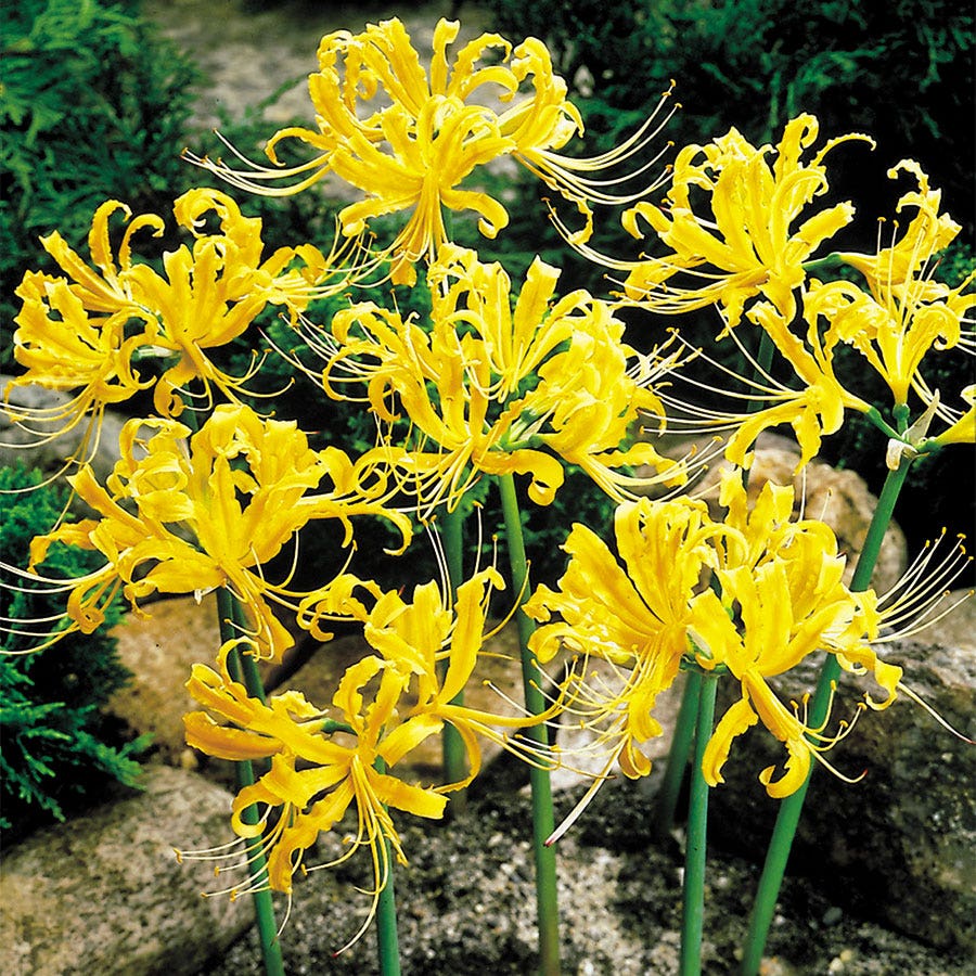 Lycoris.　1028 9798855401066_lycoris-recoil-