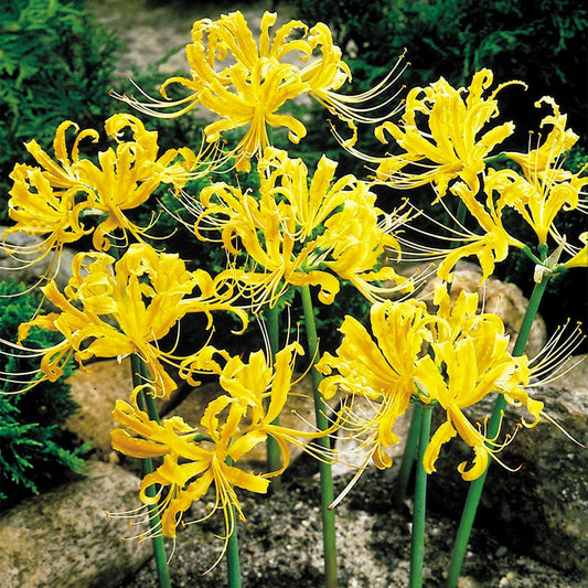 Lycoris aurea (Yellow Spider Lily) Bulbs