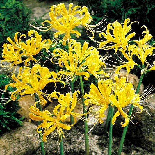 Lycoris aurea (Yellow Spider Lily) Bulb