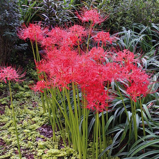Lycoris radiata (Red Spider Lily) Bulbs
