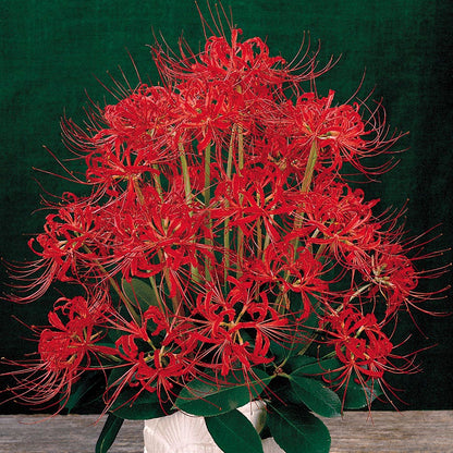 red spider lily other names Lycoris radiata (Red Spider Lily) Bulbs – Wayside Gardens