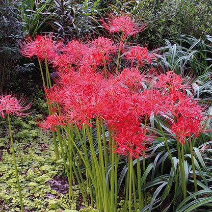 Lycoris radiata (Red Spider Lily) Bulbs