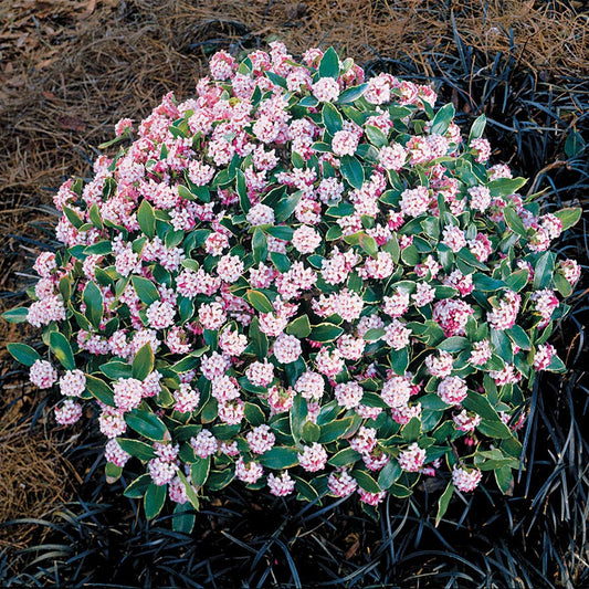 Daphne 'Aureomarginata Rosea'