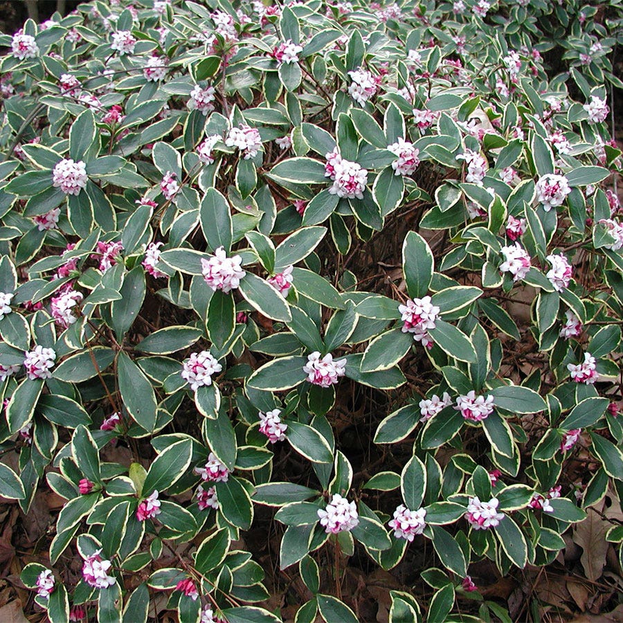 Daphne 'Aureomarginata Rosea'
