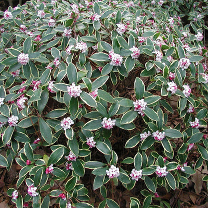 Daphne 'Aureomarginata Rosea'