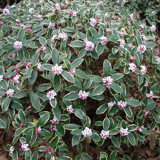 Daphne 'Aureomarginata Rosea'