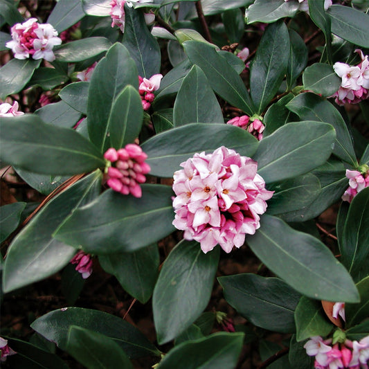 Daphne odora Pink