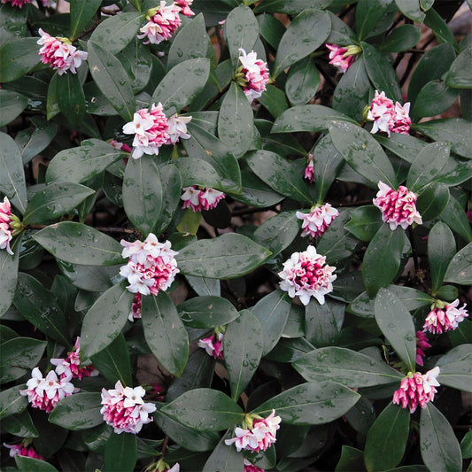 Daphne odora Pink