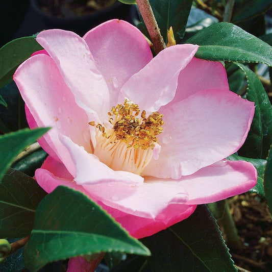 Camellia 'Taylor's Perfection'