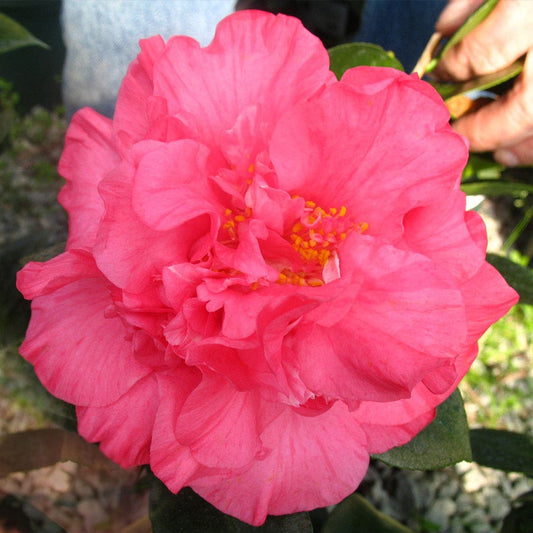 Camellia 'Touchdown'