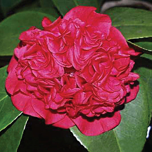 Camellia 'Professor Charles Sargent'
