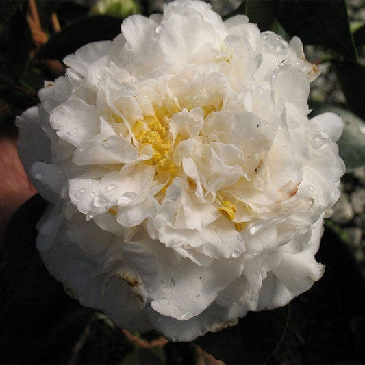 Camellia 'Victory White'