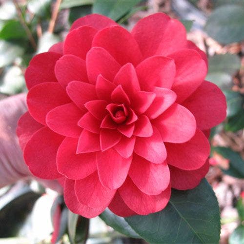 Camellia 'Tudor Baby'