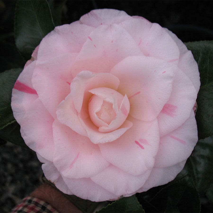 Camellia japonica Mrs. R.L. Wheeler