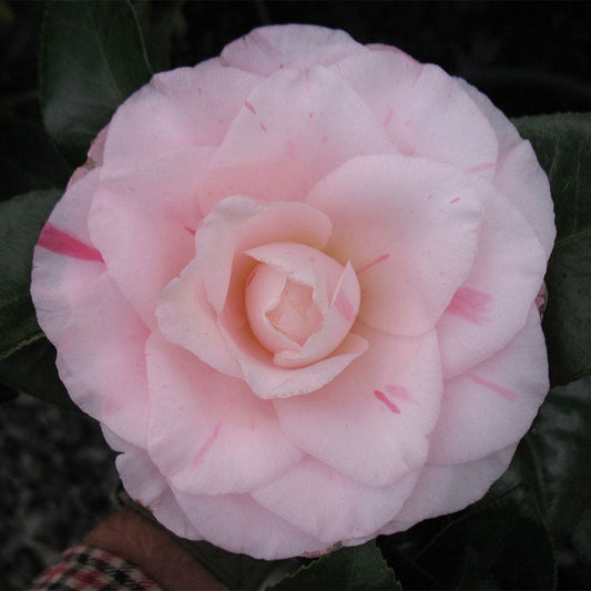 Camellia japonica Mrs. R.L. Wheeler