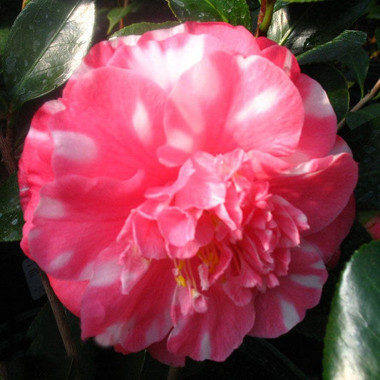 Camellia 'Bart Colbert Variegated'