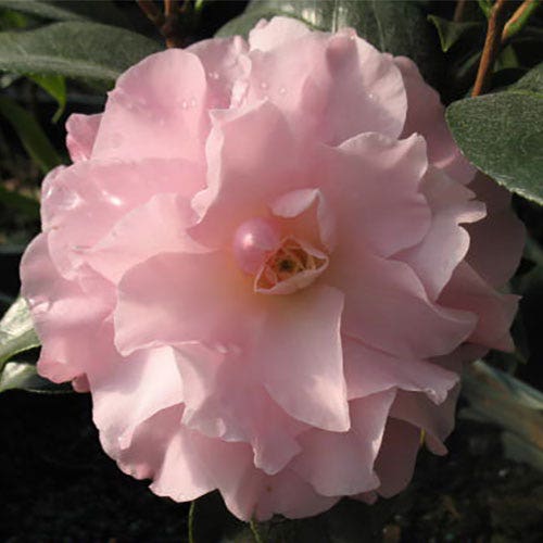 Camellia 'Button n' Bows'