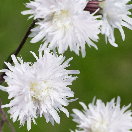 Lychnis 'Petite Henri'