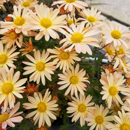 Chrysanthemum 'Brandywine Sunset'