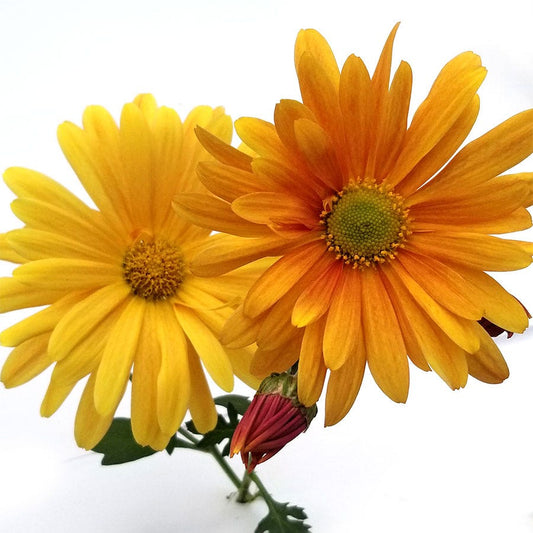Chrysanthemum 'Brandywine Sunset'
