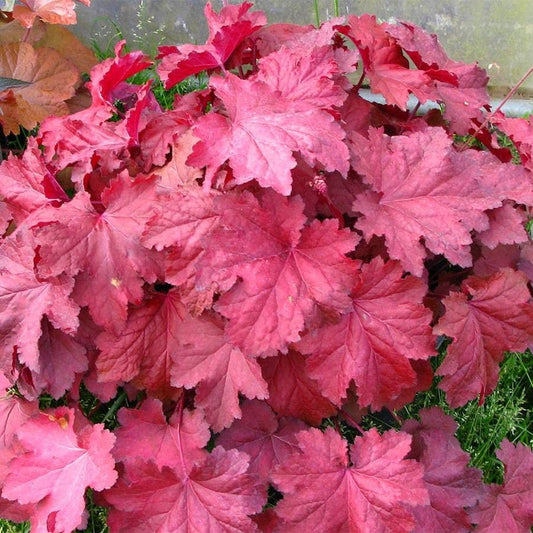Heuchera 'Magma'