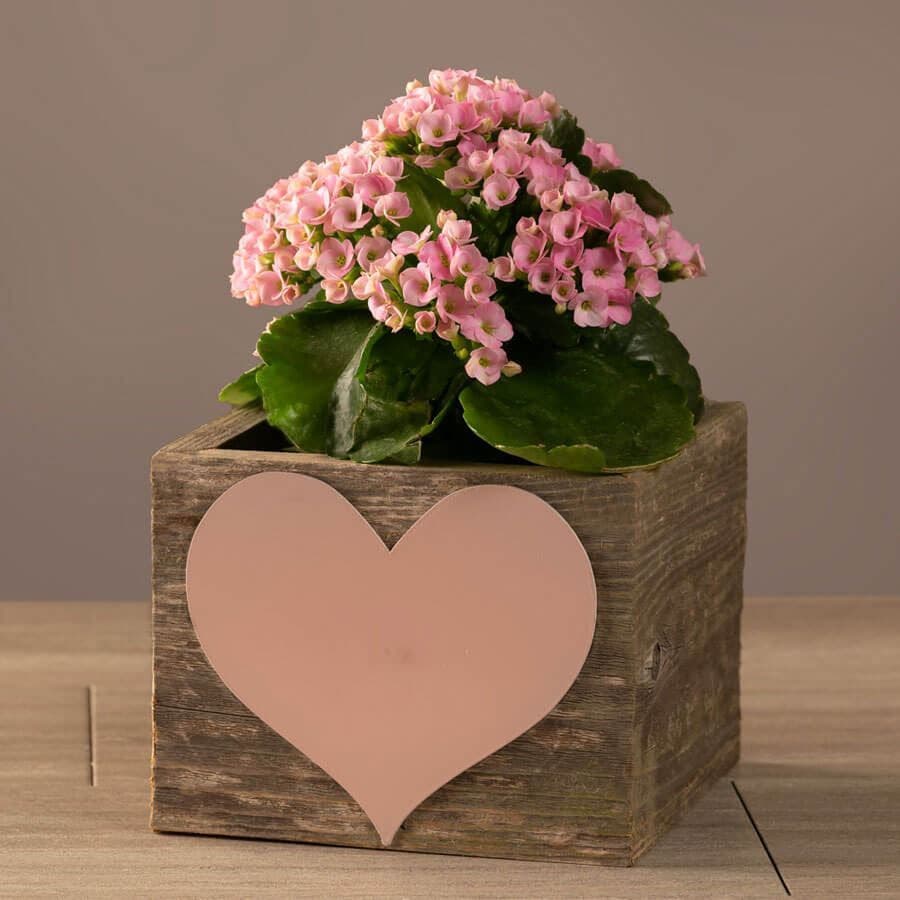 Pretty Pink Kalanchoe Plant