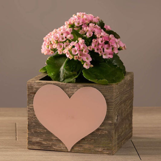 Pretty Pink Kalanchoe Plant