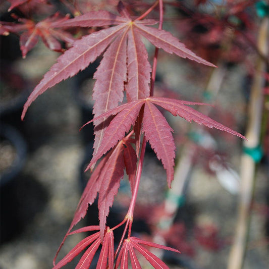 Acer 'Dragon Tears'