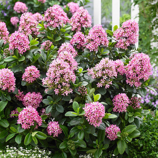 Escallonia Pink Elle