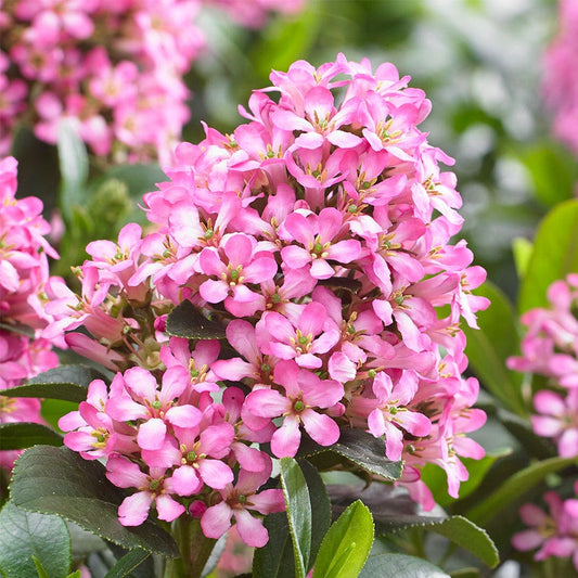Escallonia Pink Elle