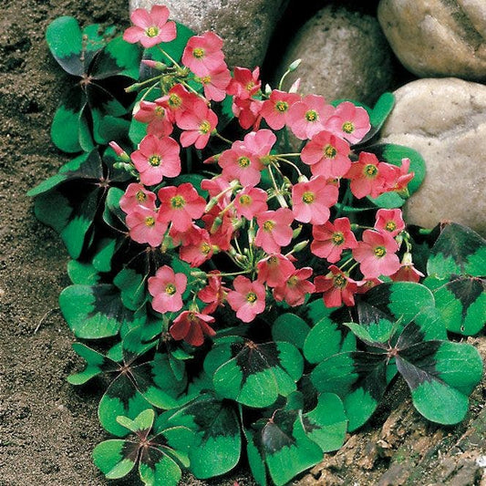 Oxalis 'Iron Cross'