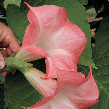 Brugmansia 'Cherub' (Angel Trumpet)