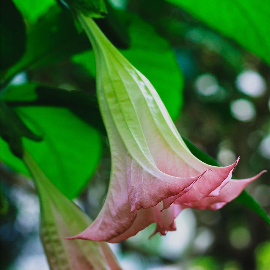 Brugmansia 'Cherub' (Angel Trumpet)